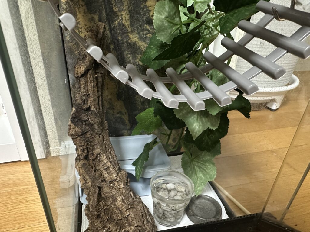 나뭇가지와 잎으로 구성한 크레스티드 게코 사육장 내부