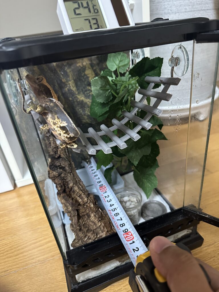 크레스티드 게코 사육장의 폭과 깊이를 측정하는 모습