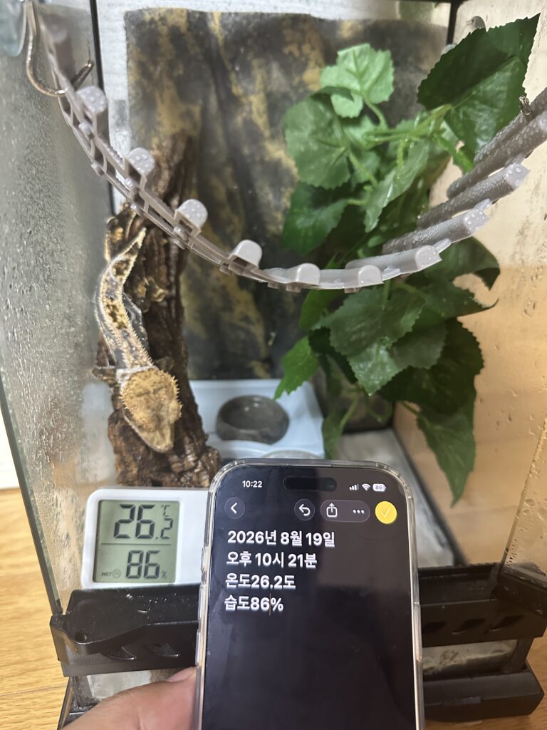 크레스티드 게코 사육장 분무 시간과 습도 기록