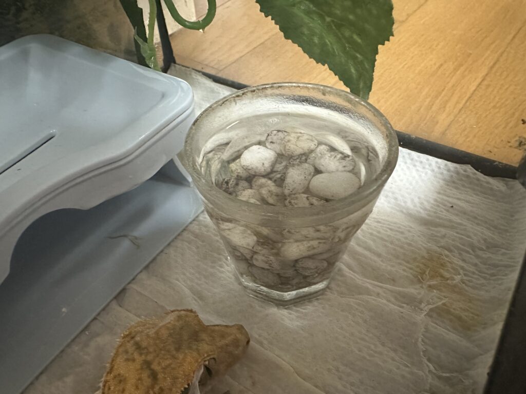 크레스티드 게코 사육장에 놓인 물그릇