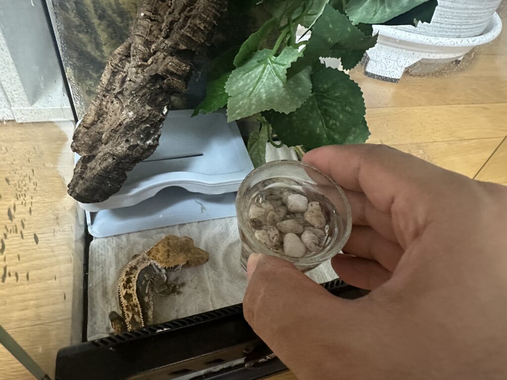 크레스티드 게코 물그릇에 깨끗한 물을 교체하는 모습