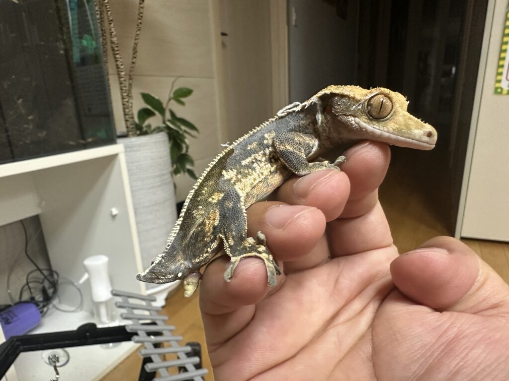 탈피 중 몸통과 다리 주변의 허물을 확인하는 크레스티드 게코
