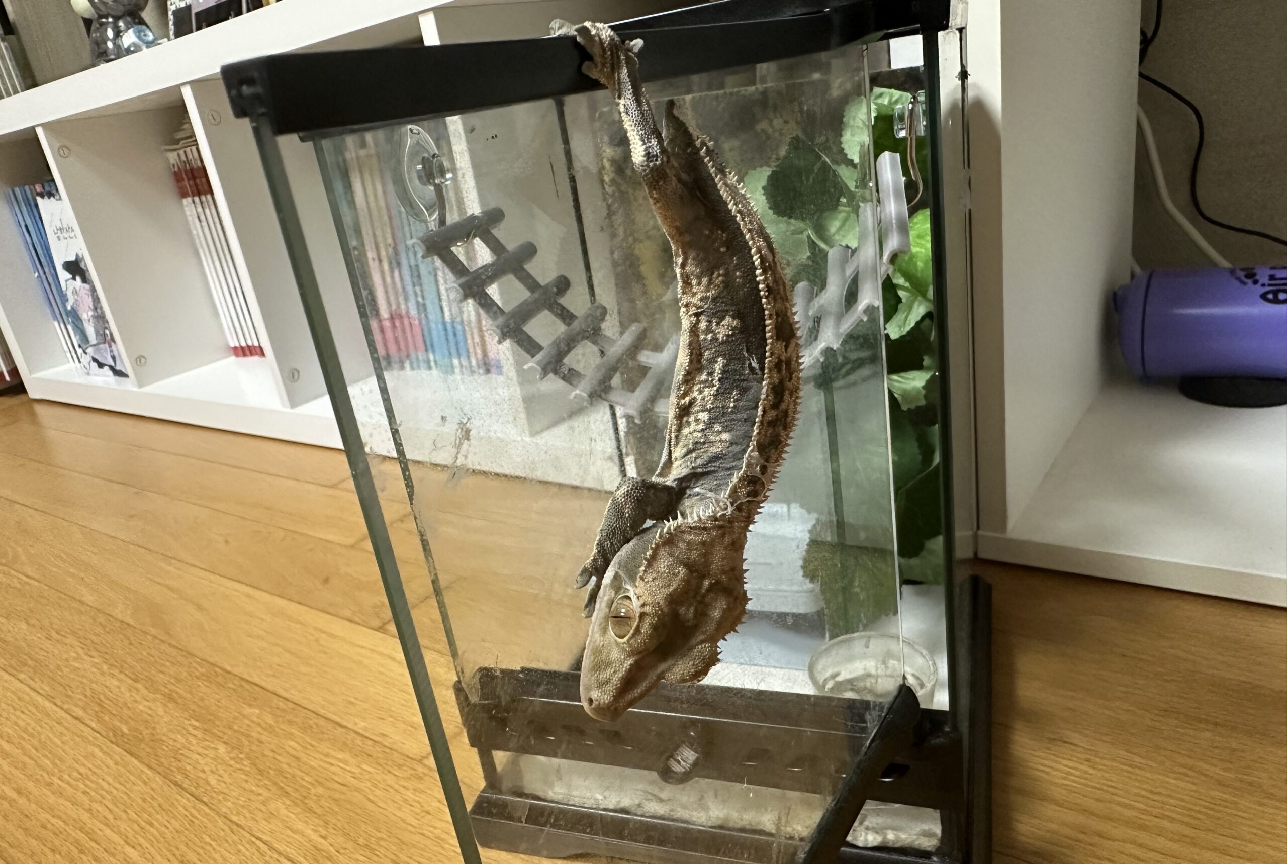 유리벽에 매달려 발가락으로 몸을 지탱하는 크레스티드 게코