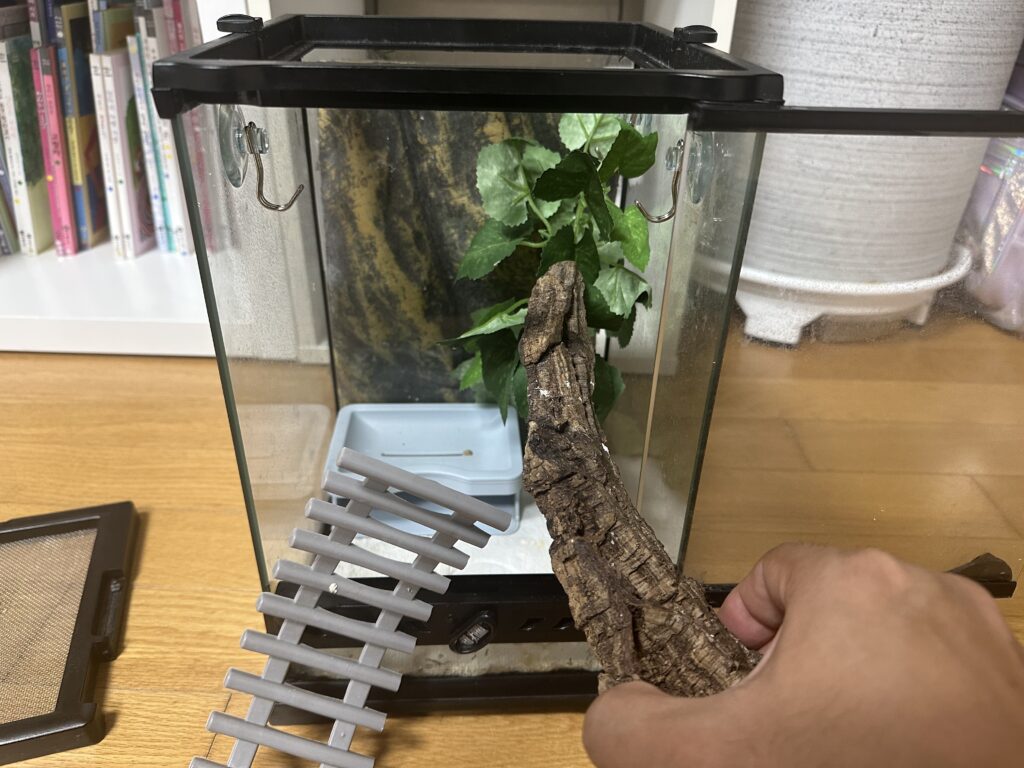 크레스티드 게코 사육장 청소를 위해 구조물을 꺼내는 모습
