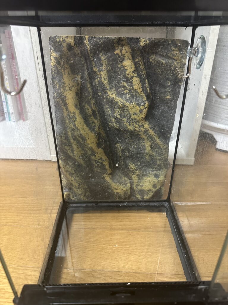 구조물을 꺼낸 뒤 확인한 크레스티드 게코 사육장 내부